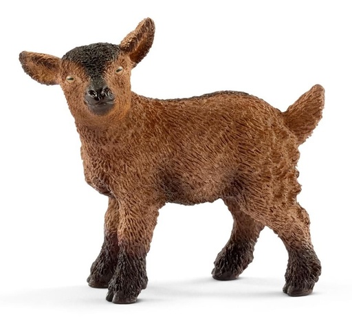 [66913829] CABRITILLO