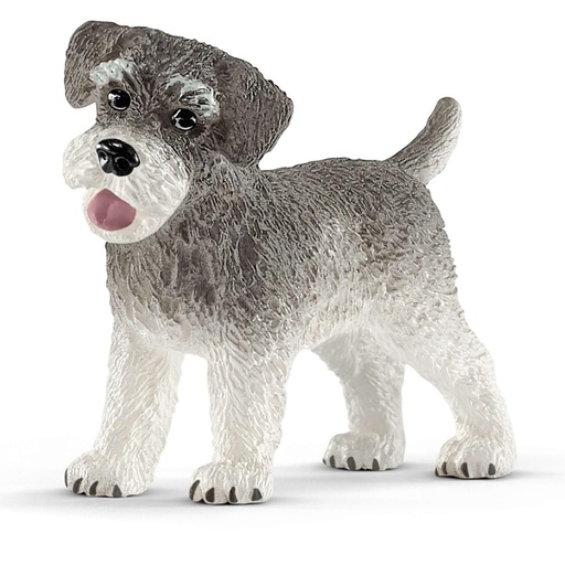 [66913892] SCHNAUZER MINIATURA
