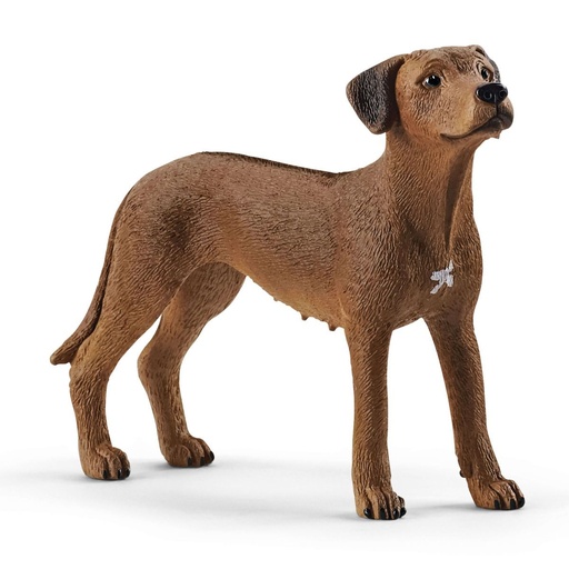 [66913895] PERRO CRESTADO RODESIANO
