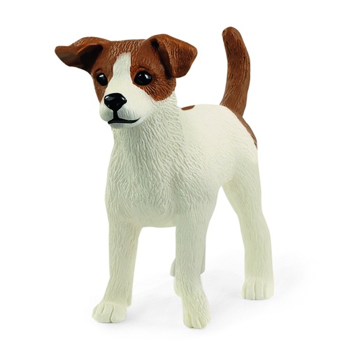 [66913916] JACK RUSSELL TERRIER