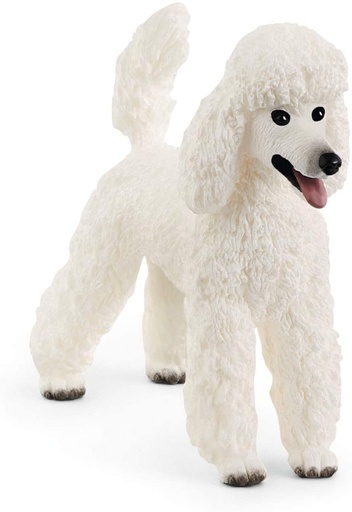 [66913917] CANICHE