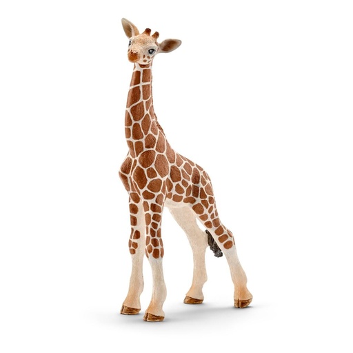 [66914751] CRIA JIRAFA