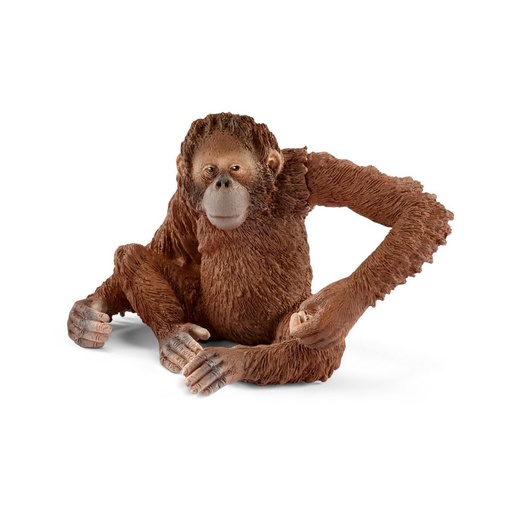 [66914775] ORANGUTAN HEMBRA