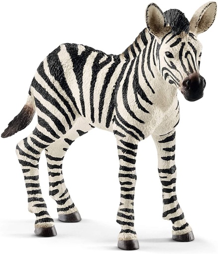 [66914811] CRIA DE CEBRA