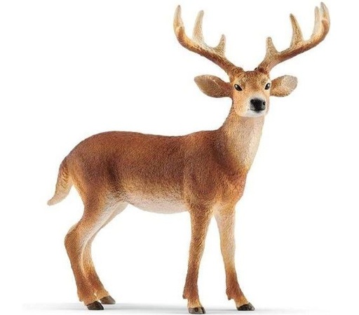 [66914818] CIERVO COLA BLANCO MACHO