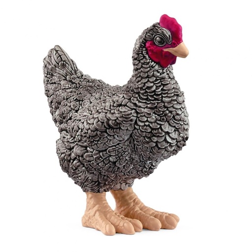 [66913997] POLLO PLYMOUTH ROCK