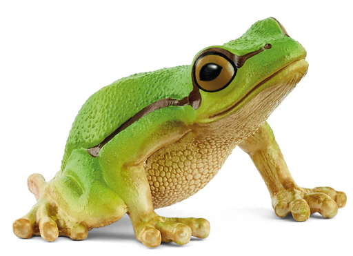 [66914882] RANA ARBORICOLA EUROPEA
