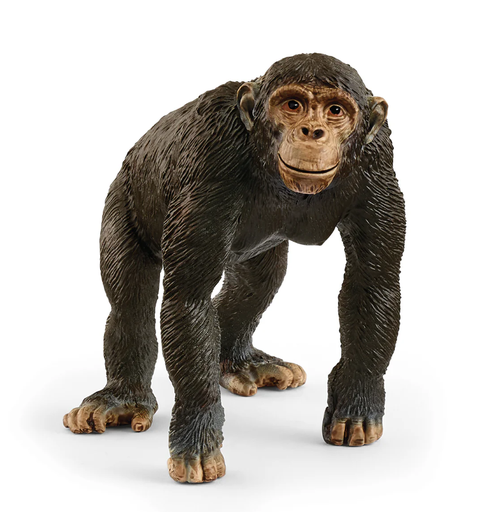 [66914883] CHIMPANCE
