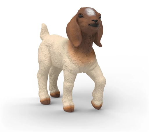 [66914930] CABRITO BOER